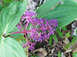 Lovely Medinilla Myriantha         